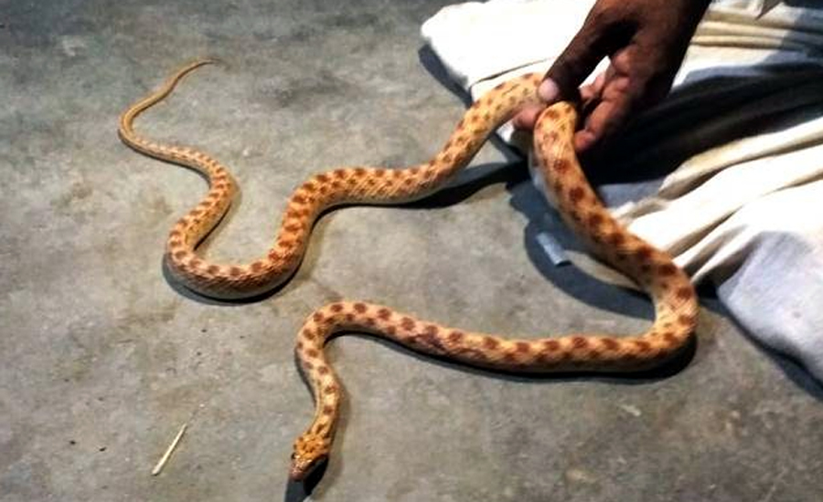 نوابشاہ میں سانپ کے کاٹنے کی ویکسین نایاب ہو گئی