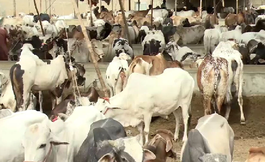 کراچی میں سپرہائی وے مویشی منڈی کے بعد ملیر بکرا منڈی بھی سج گئی