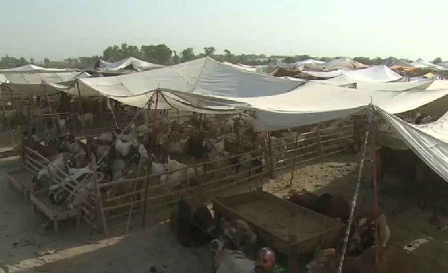 پنجاب میں مویشی منڈیوں کے لیے این سی او سی کی ہدایات پر ایس او پیز جاری