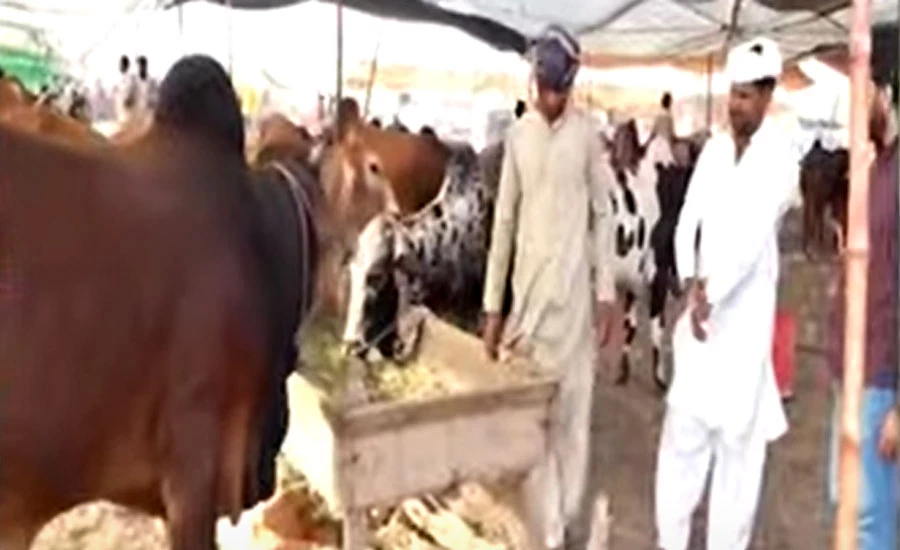 عید قرباں، ملک کے مختلف شہروں میں مویشی منڈیوں کی رونقیں عروج پر