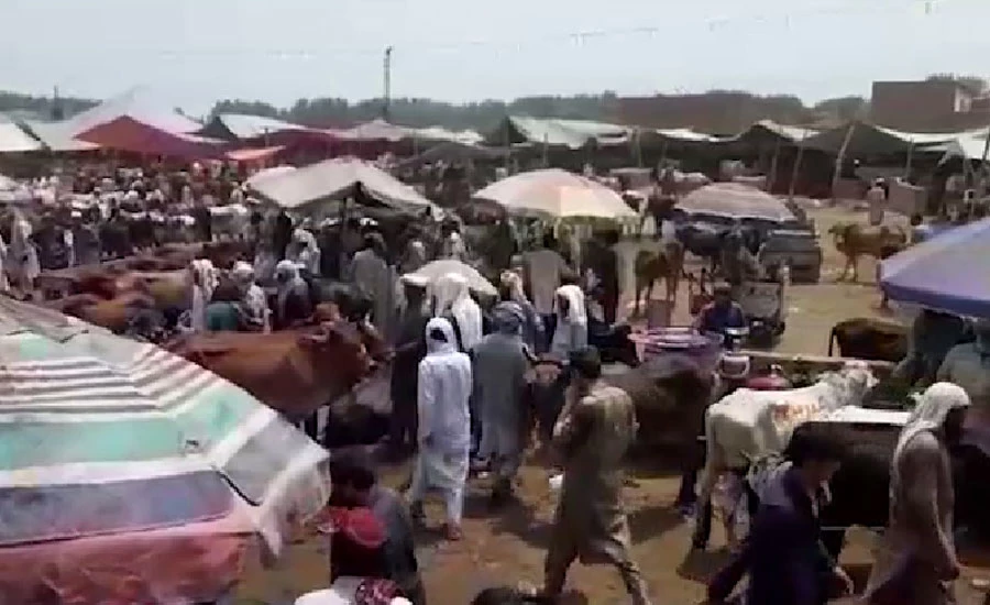 عید قرباں قریب آتے ہی مویشی منڈیوں میں رش