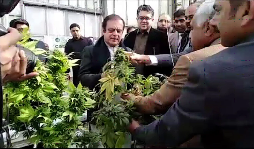 وفاقی وزیر شبلی فراز نے روات میں بھنگ کی فصل کی کٹائی کا افتتاح کردیا