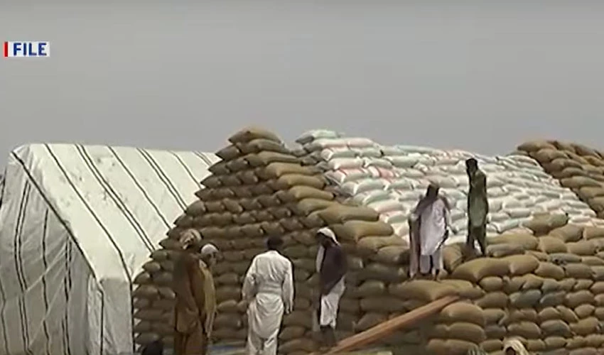 محکمہ خوراک نے سندھ میں گندم کی خریداری شروع کر دی
