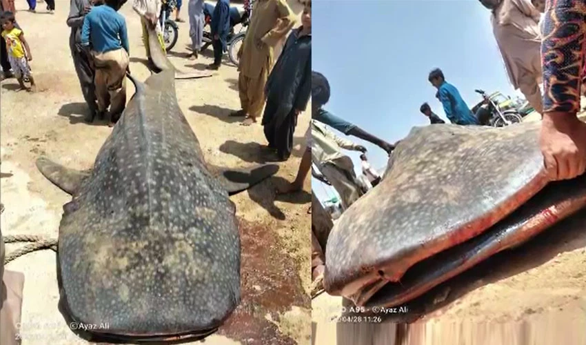 کراچی میں ماہی گیروں کے جال میں 20 فٹ لمبی شارک مچھلی پھنس گئی