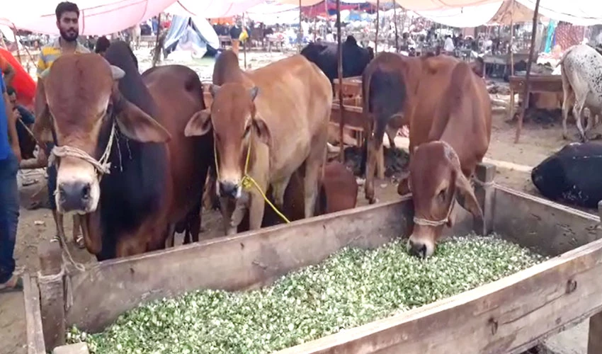 لاہور کی مویشی منڈیوں میں گہما گہمی عروج پر، جانوروں کی قیمت دُگنا