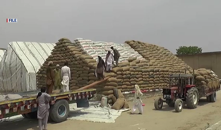 وفاق کا پنجاب کو گندم امپورٹ کرنے کی اجازت دینے سے انکار